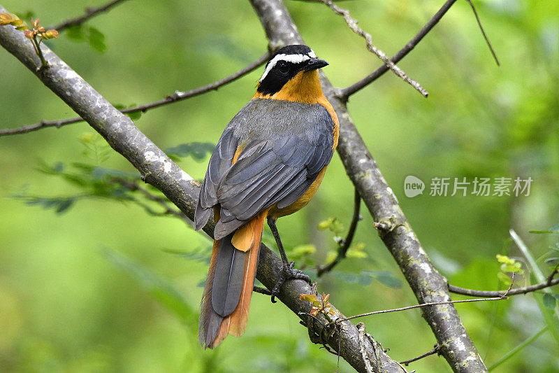 White-browed Robin-Chat